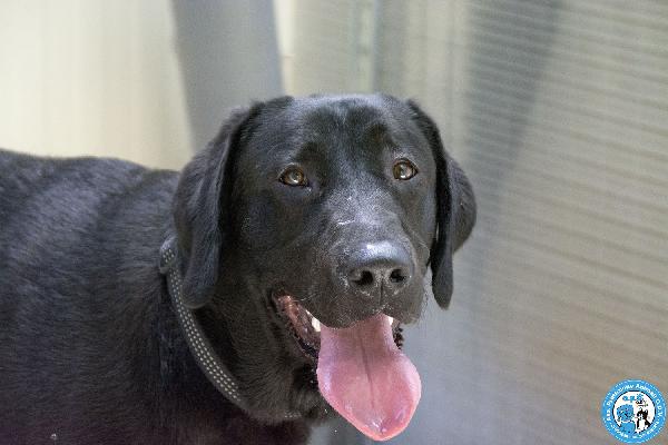 NERONE: DOLCEZZA IN FORMATO XL.. Foto 2